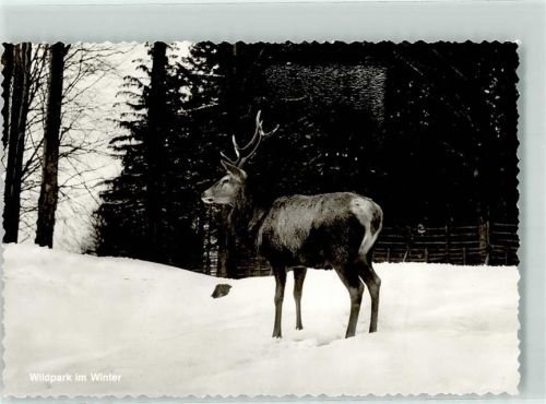 Bad Marienberg Wildpark im Schnee mit Hirsch