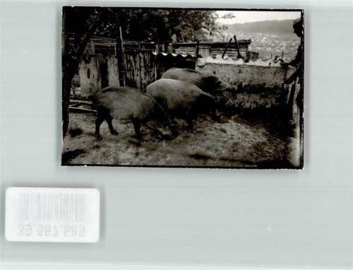 59872 W5778 Freienohl , Sauerl FOTO KEINE AK Ort handschriftlich Gasthaus Hahn