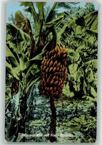 Hamilton Bananenplantage Ort lt. Verlag
