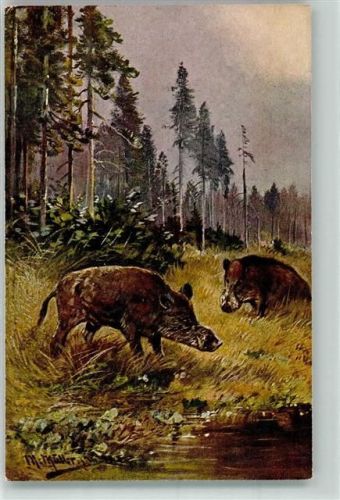 sign. Müller Serie 585 Zwei Wildschweine im tiefen Tannenwald Jagd Verlag Hans Kohler & Co.