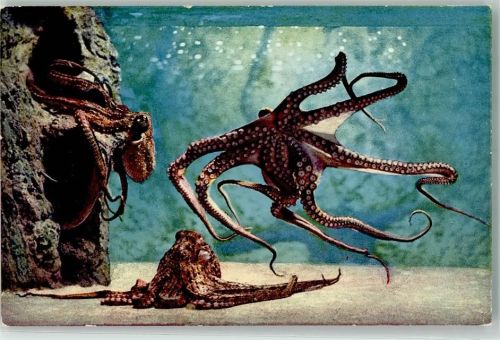 Aquarium de Monaco Octupus Vulgaris Meerestier FOTO KEINE AK