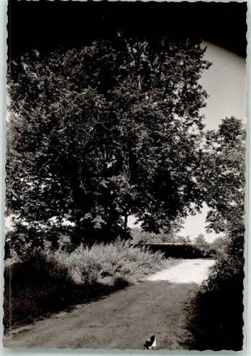 Wettringen Ort handschriftlich Alte Linde Foto Original aus Archiv eines Ansichtskartenverlags
