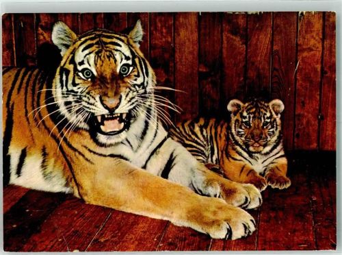Foto Schuldeit Sibirischer Tiger mit Jungem