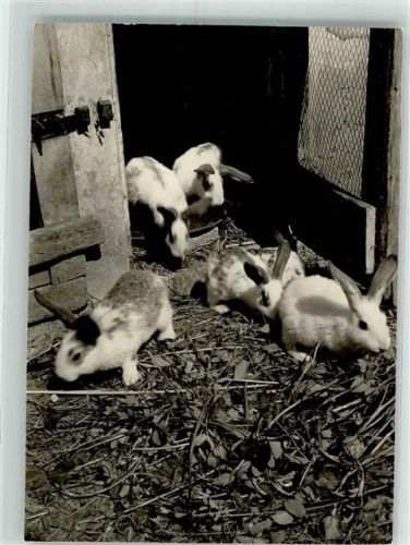 Lauter kleine Hasen/Kaninchen verlassen den Stall