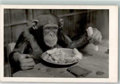 Wien Affe Schimpanse Zoo