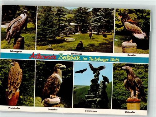 Berlebeck Adlerwarte Gänsegeier Gaukler Prachtadler Seeadler Steinadler