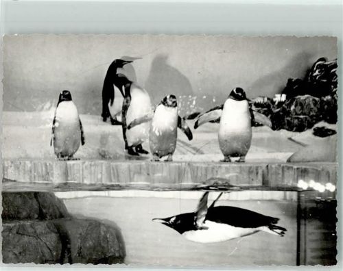 Frankfurt Pinguine Ort handschriftlich