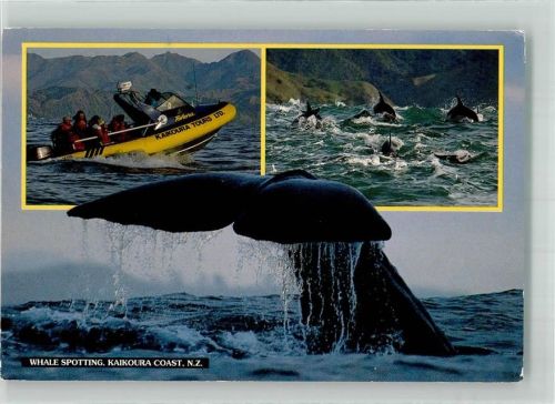 Boot Kaikoura Coast Neuseeland