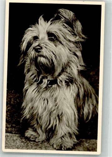 Treuer Blick Yorkshire Terrier 1954 Foto AK