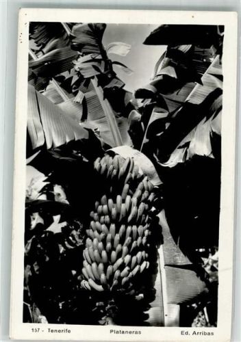 Eine Bananenstaude auf Teneriffa Fotograf Arribas