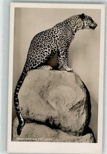 Bergleopard SW Afrika Zool. Museum
