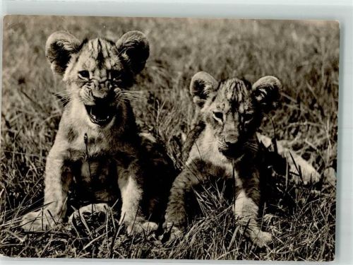 1969 Junge Raubkatzen aus Somali