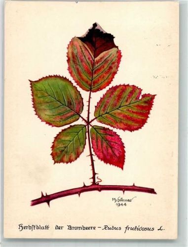 1944 Herbstblatt der Brombeere