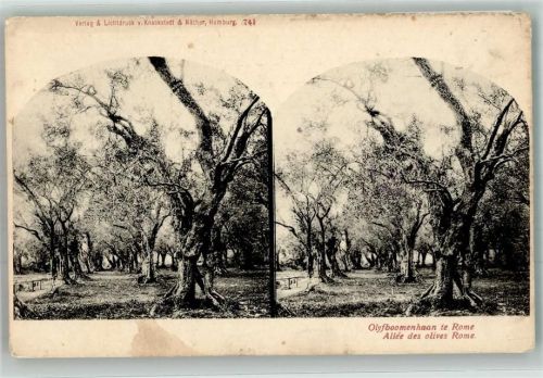Allee mit Olivenbäumen Verlag u. Lichtdruck v. Knackstedt u. Näther 741 Stereobild
