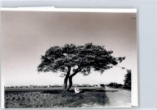 Stelle Fotoabzug, Baum