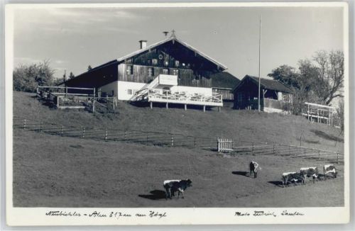 Piding Neubichler-Alm am Högl, Kuh