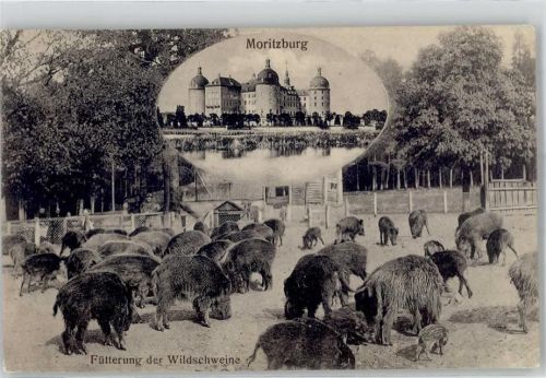 Moritzburg Fütterung der Wildschweine Schloss