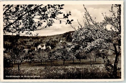 Waldhilsbach Baumblüte