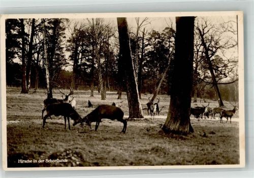 Altenhof 1940 Hirsche in der Schorfheide Fotograf Bremer Ort lt. Stempel