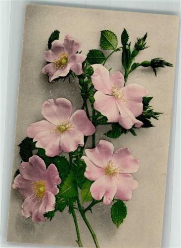 1916 Rosen Martin Rommel u. Co. 550