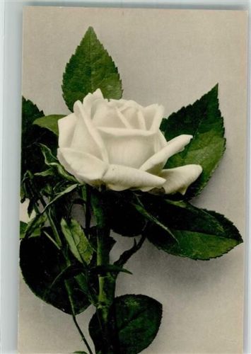 1910 Rose Martin Rommel u. Co. 610