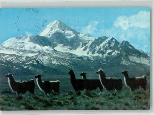 La Paz Lama Huayna Potosí