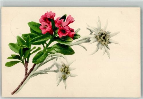 1918 Edelweiss Rhodondendren Martin Rommel u. Co. 523