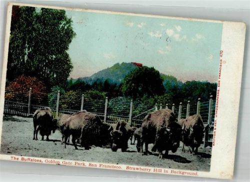 San Francisco 1906 Büffel im Golden Gate Park mit Strawberry Hill Flaggenstempel