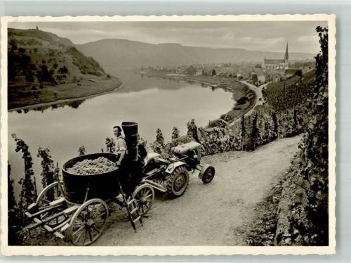 Kröv Weinlese mit Traktor oberhalb von Ort und Mosel Fotograf Jacoby