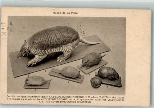 La Plata 1927 Diveres Gürteltiere Tierpräparate