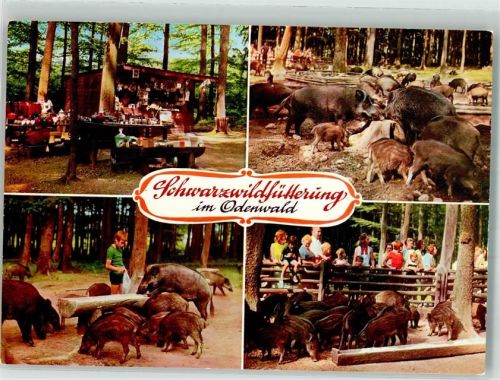 Michelstadt Schwarzwildfütterung im Odenwald Fürstlich Leiningensches Forstamt