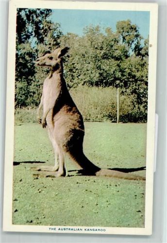 Kangaroo AK
