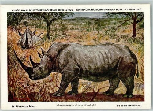 Rhinozeros AK Nashorn Künstlerkarte