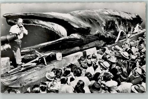 Jonah the Giant Whale AK