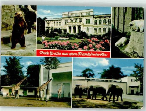 Frankfurt 1974 Bär , Eisbär, Giraffe und Elefanten AK