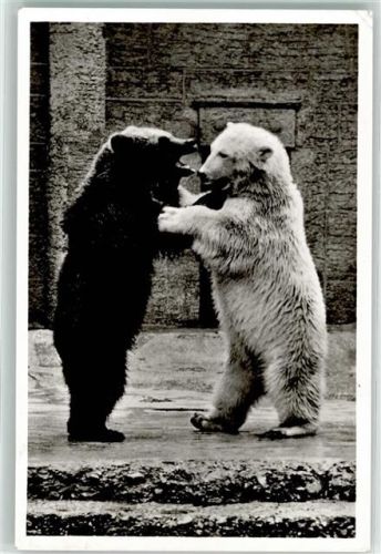 1956 Eisbär und Braunbär AK
