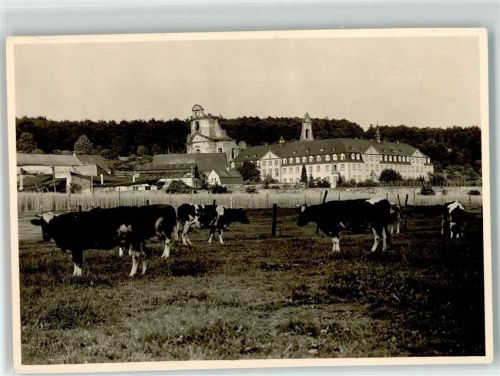 Himmerod Abtei Himmerod Rinderweide