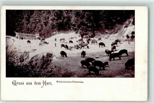 Fütterung Harz