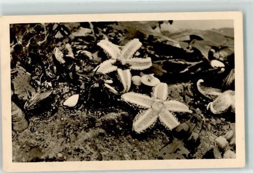 18546 O2331 Stubbenkammer Foto AK Seesterne