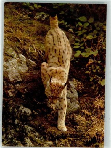 In Bayern geschützte Tiere Nr. 10 der Luchs - Landesentwicklung und Umweltfragen