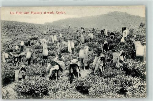 Tea Field with Pluckers at work