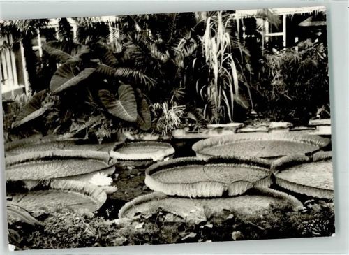 Friedrichsfelde Tierpark Alfred Brehm-Haus Wasserpflanzen Victoria cruziana