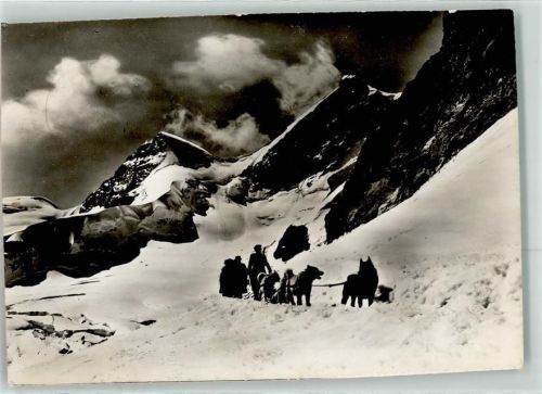 Polarhunde Jungfraujoch