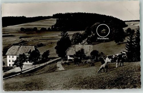 Großherrischwand Hotel Pension Waldheim Kühe