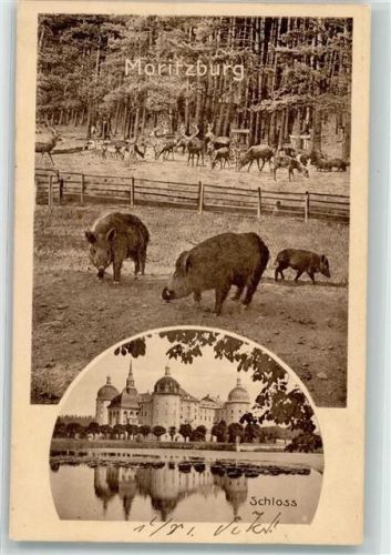 Moritzburg Schloss Wildschweine