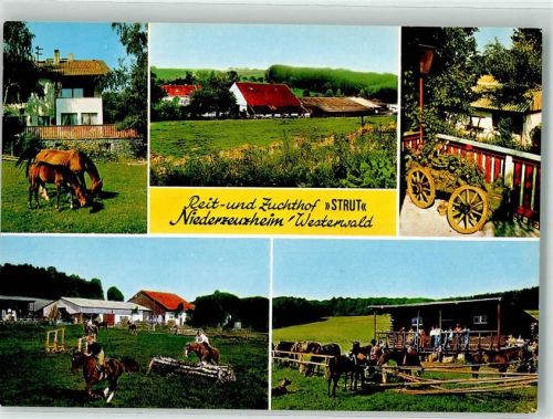 65589 W6253 Niederzeuzheim - Reit und Zuchthof Strut Westerwald Pferd Sport Springreiten Holzrad