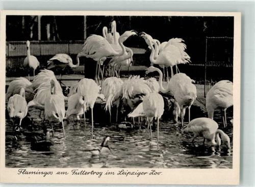 Leipzig Flamingos am Futtertrog