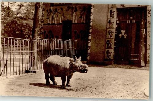 Antwerpen Indisches Nashorn