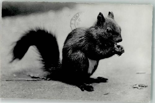 Eichhörnchen Foto AK