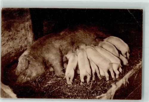 Illertissen Schweinezuchtgenossenschaft mit Weidebetrieb